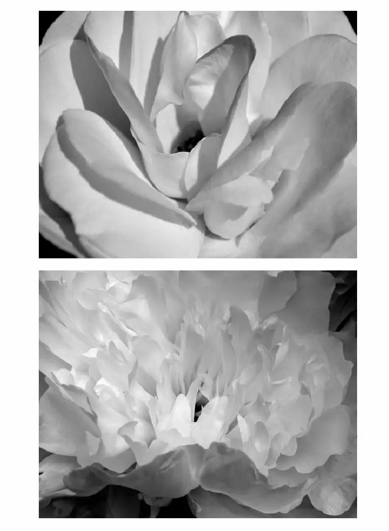 Classic Black & White Blooming Adult Floral Photography; 2 - 10 x 8 Unframed Posters