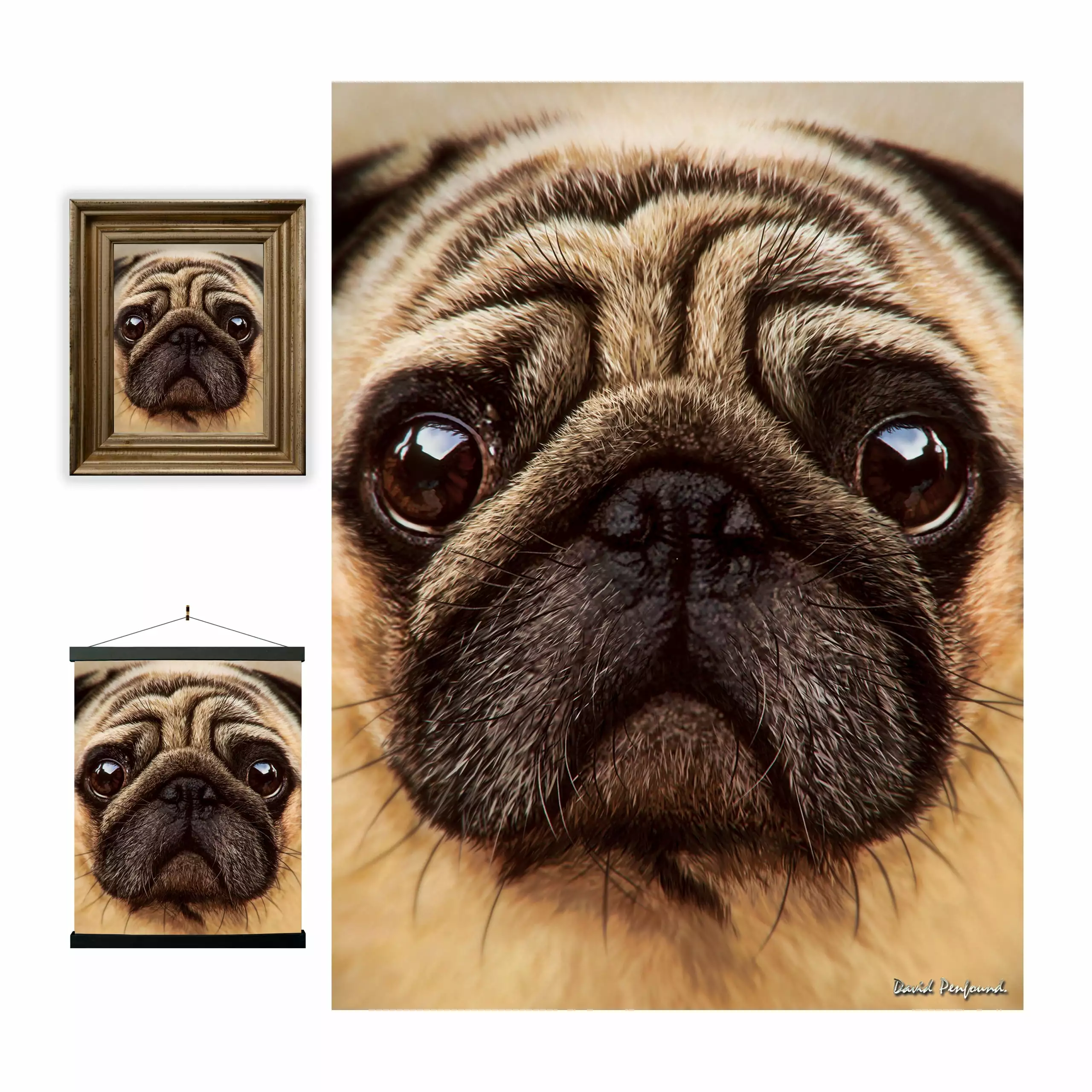 3D LiveLife Lenticular Wall Art Prints - Pug from Deluxebase. Unframed 3D Dog Poster. Perfect wall decor. Original artwork licensed from renowned artist. David Penfound