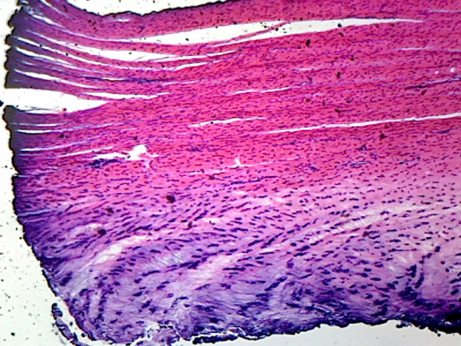 GSC International PS0299 White Fibrocartilage from Intervertebral Disc. Mammalian; Section