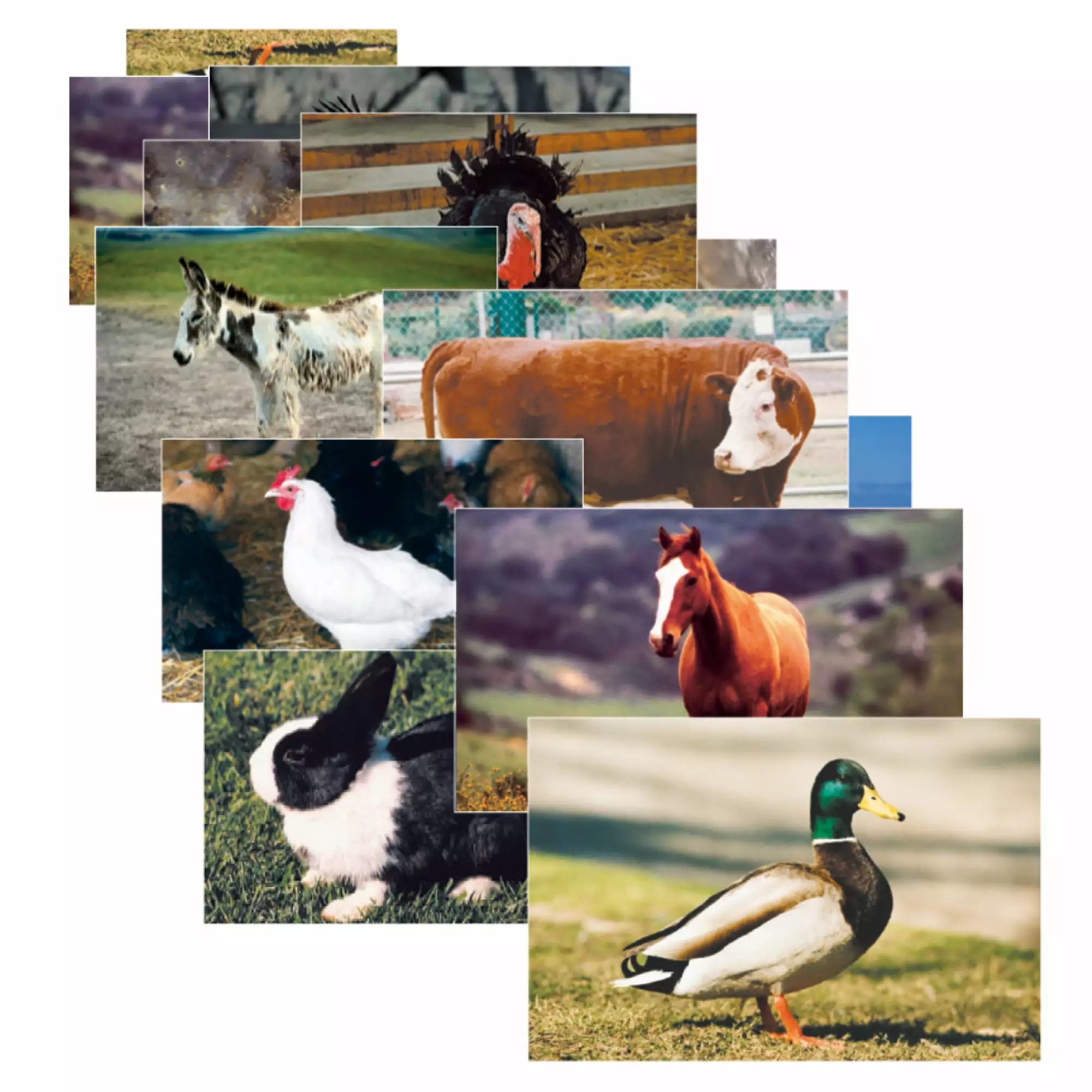 Stages Learning Materials Farm Animal Real Life Learning Poster Set. Set of 10