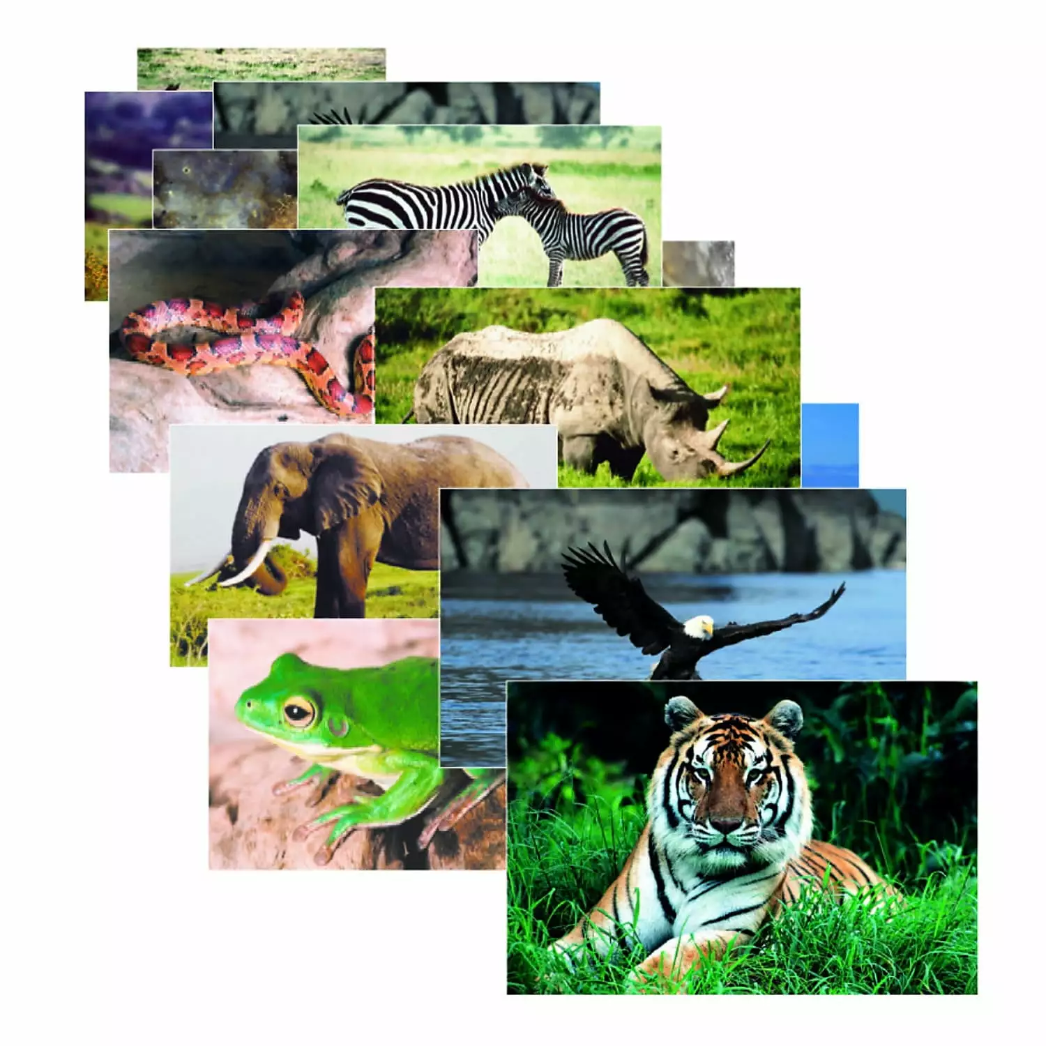 Stages Learning Materials Wild Animals Poster Set. Set of 10